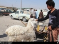 بازار داغ فروش گوسفند در زاهدان+تصاویر