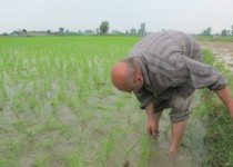 سونامی واردات برنج کمر برنجکاران سیستان و بلوچستان را خمیده تر کرد