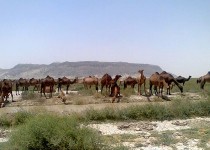سیستان و بلوچستان رکورددار پرورش شتر در کشور/ ارائه طرح پلاک های شبرنگ برای جلوگیری از سوانح جاده ای