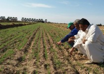 کشاورزان دلگانی تاکنون ۲هزار هکتار گندم کشت کرده‌اند ‏