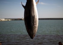 سیستان وبلوچستان تامین کننده بیش از 60 درصد ماهیان صنعتی کشور