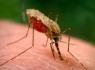 زنگ خطر مالاریا به صدا در آمد