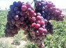 برداشت زودرس‌ترین انگور کشور در سیستان و بلوچستان آغاز شد‎ ‎